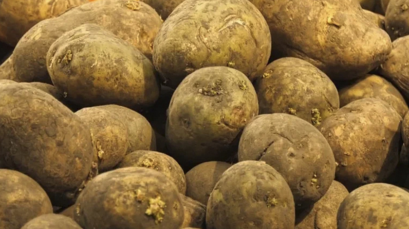 Урожай картофеля в 140 тонн ожидают аграрии Ямала в этом году