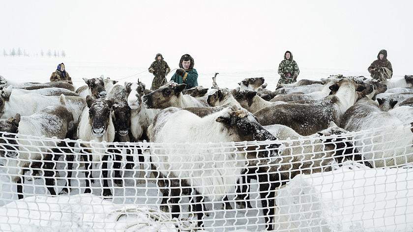 Безопасная тундра: на Ямале стартовал проект по мониторингу оленьих стад