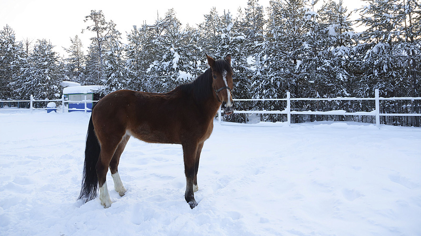 На Ямале хотят включить иппотерапию в перечень социальных услуг