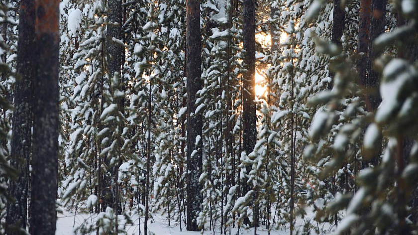 Суббота на Ямале: умеренный мороз и солнечная погода