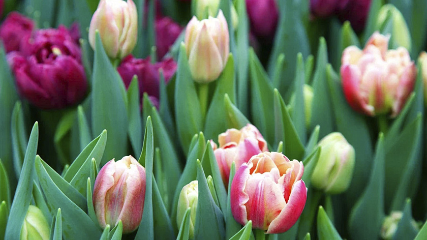 В Приуралье предложили устроить цветочное шоу дронов к 8 Марта