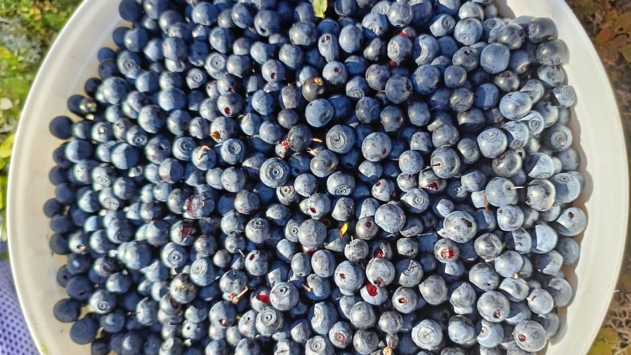 Фото: VK | Объявления Салехард | Лабытнанги