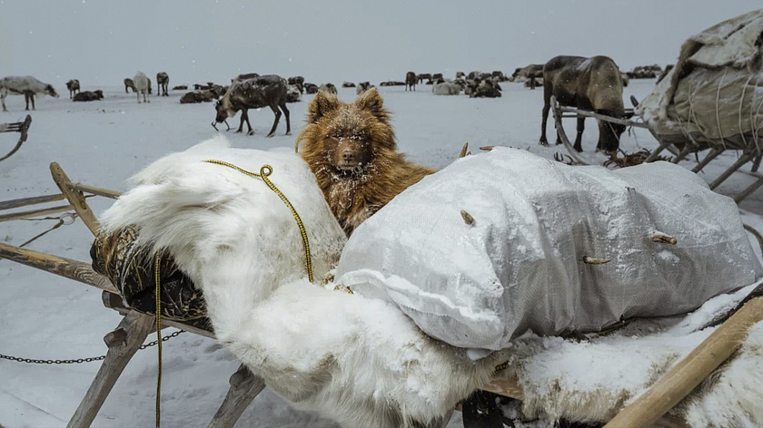 Стали известны победители всероссийского конкурса «Покажи Ямал»