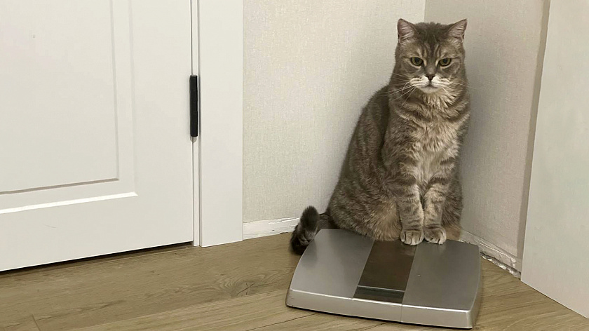 Диетолог Лебедева рассказала, как не набрать вес во время новогодних праздников