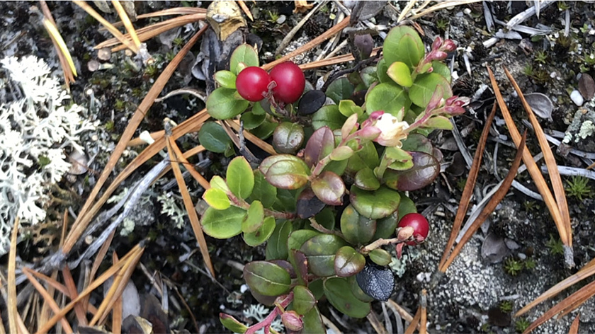 В Ноябрьске зацвела брусника