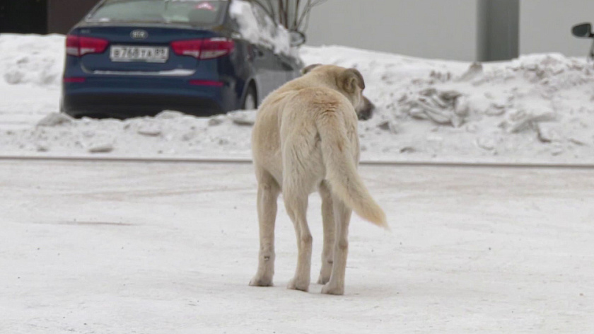 В Тазовском районе решили не выпускать на волю отловленных беспризорных собак. ВИДЕО