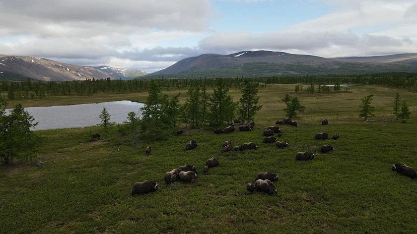 С начала апреля на Ямале родилось рекордное количество овцебыков