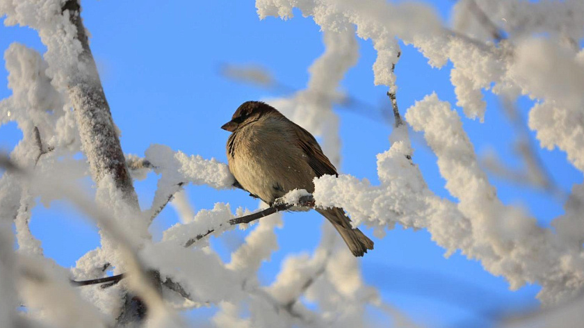 Снег, ветер и туман: погода на Ямале во вторник, 28 апреля