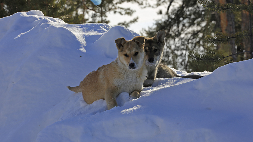 В Салехарде ищут дом троим подброшенным щенкам