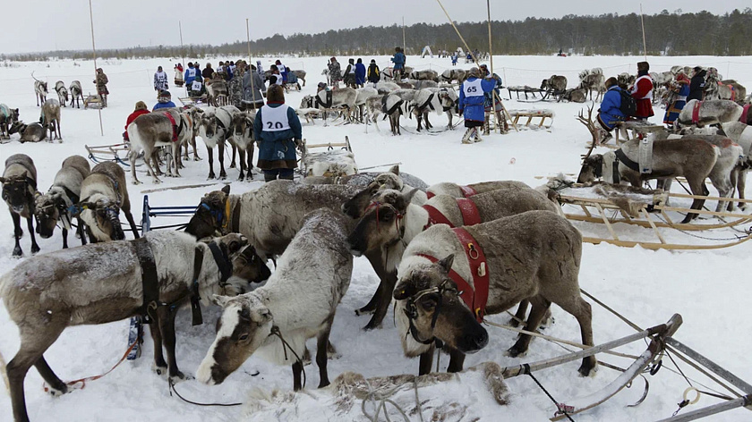 Чемпионат России по снежному волейболу пройдёт в Новом Уренгое на День оленевода 