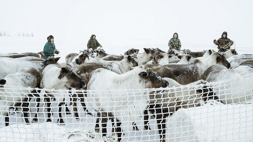 Сезон заготовки оленины стартовал в Приуральском районе