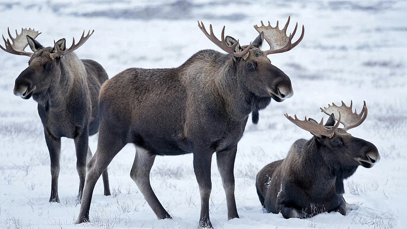 Ямальских водителей предупредили о миграции лосей на трассе Сургут — Салехард