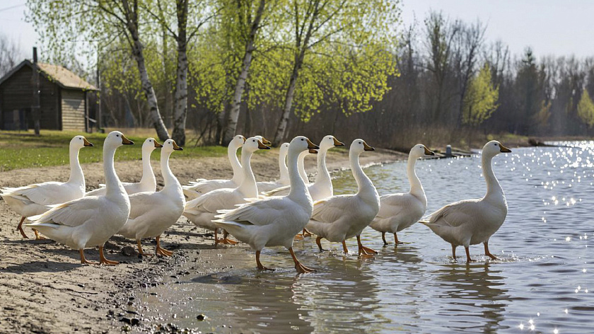 Нападение гусей на ребёнка в Тюменской области обойдётся хозяйке пернатых в 92 тысячи