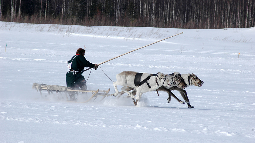 Пуровчане развернут праздничную торговлю на День оленевода в Тарко-Сале