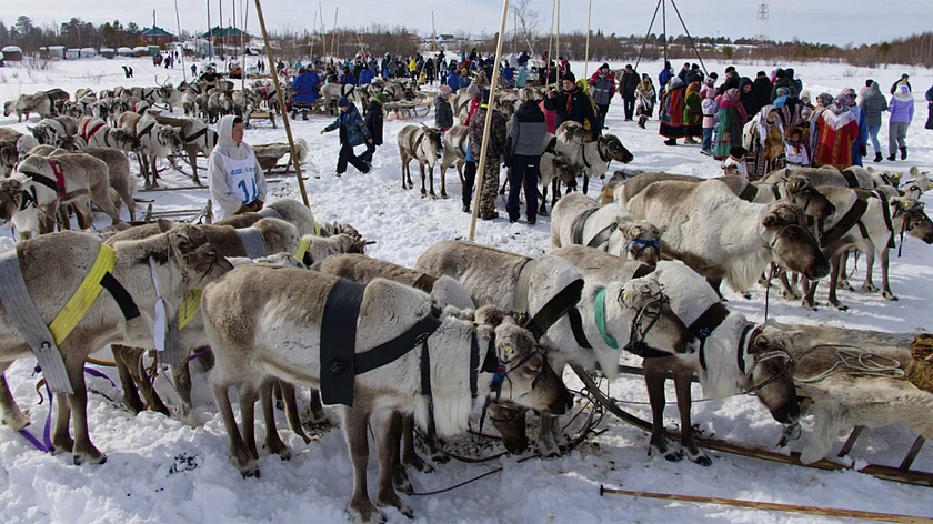 День оленевода в Новом Уренгое посетили 120 тысяч гостей 