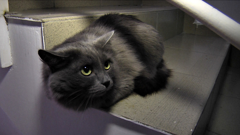 В Салехарде нашли пропавшего во время пожара кота