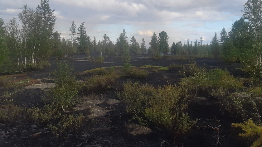Лесные пожары на Ямале: 77 очагов за сутки и 242 тысячи гектаров за сезон