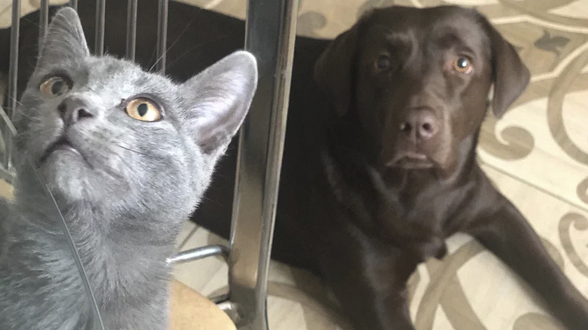 В Губкинском откроют рентген-кабинет для животных