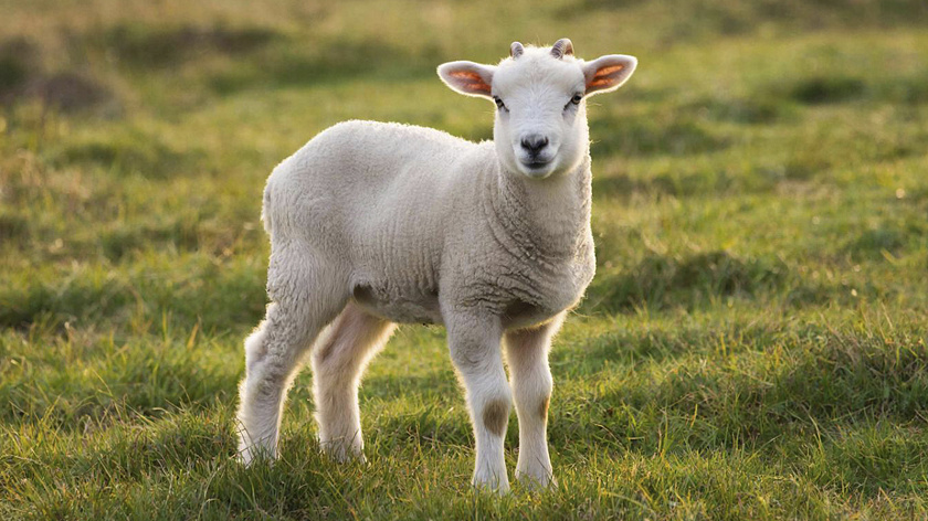 В Московский зоопарк привезли двухлетнего барашка по кличке Чарли