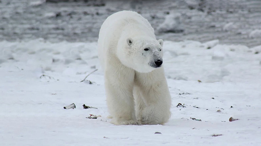 В Ямальском районе жителей эвакуировали после встречи с белым медведем
