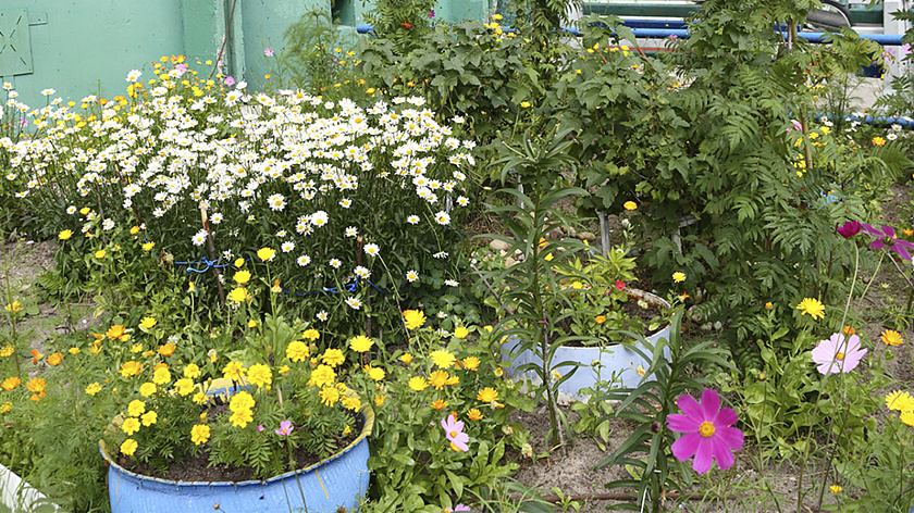 Россиян предупредили о штрафах за клумбы из покрышек 