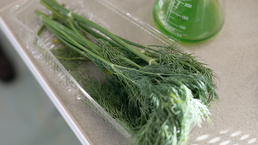 Юные биотехнологи Салехарда познакомились с передовыми методами выращивания растений