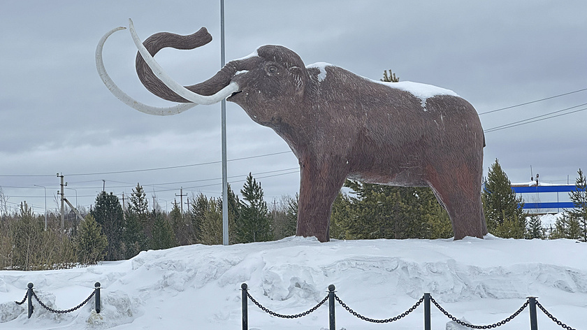 В музей Шемановского после реставрации вернули мамонта Тадибе 