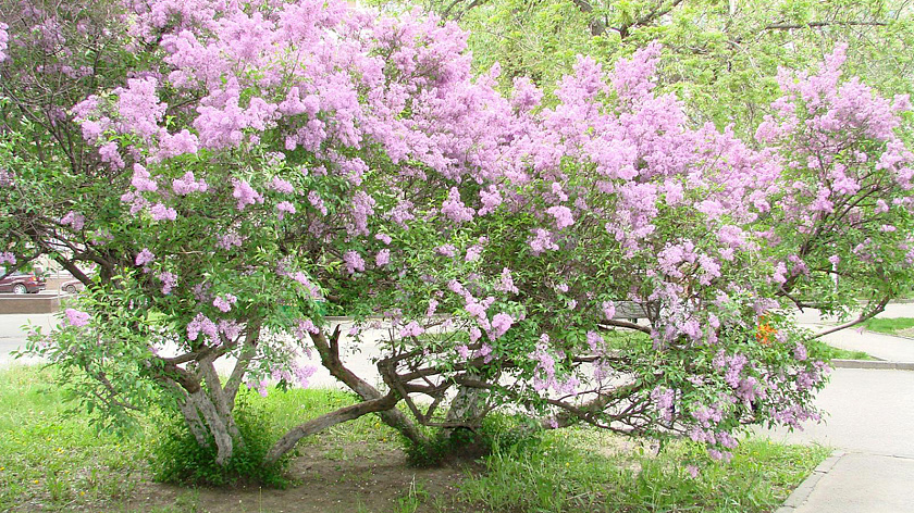В петербургском музее-заповеднике «Царское Село» в январе зацвели сирень и миндаль