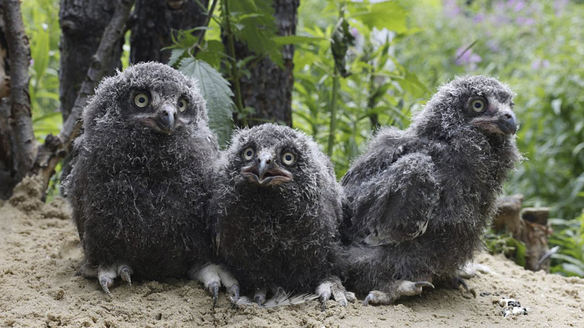 Птенцы белых полярных сов впервые родились в новоуренгойском зоопарке