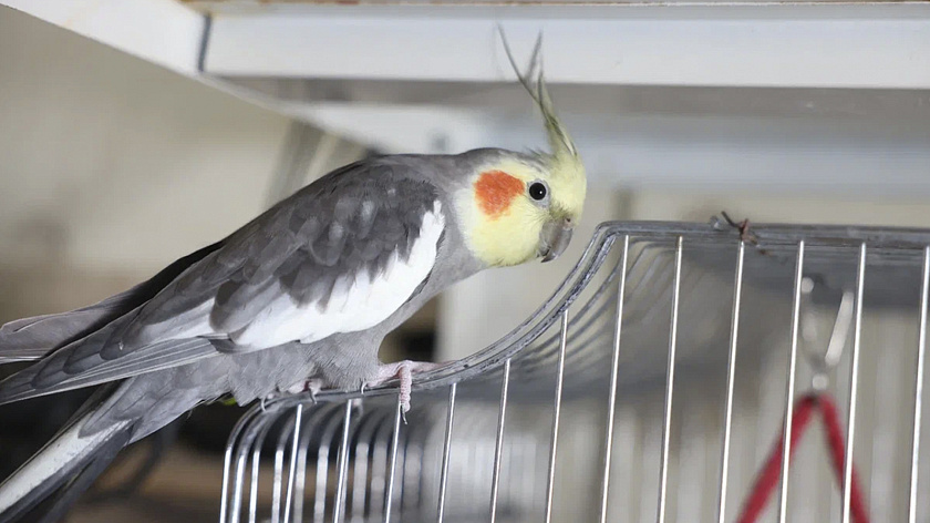 Почти полтысячи попугаев доставили рейсом из Краснодара в Екатеринбург