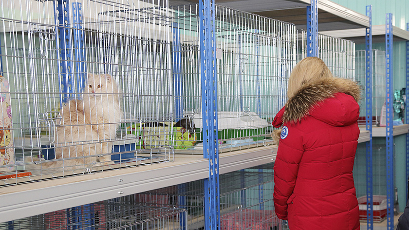 Власти введут табу на возврат бездомных животных в ряд мест Большого Приуралья