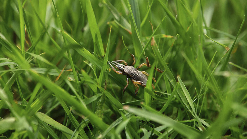 Тюменцев предупредили о начале сезона активности клещей