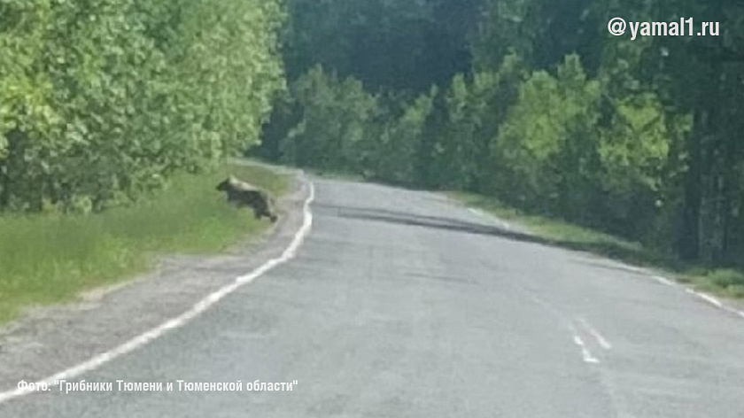 Тюменцы отправились по грибы и встретили медведя