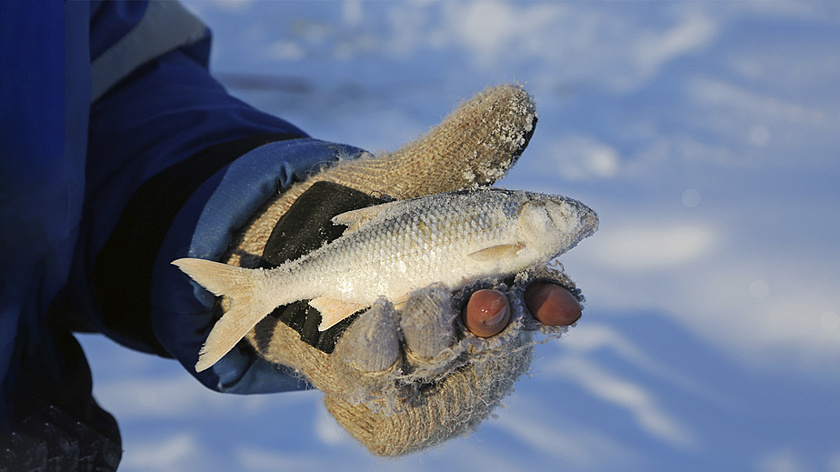 Жители Ноябрьска открыли сезон рыбалки на «твёрдой воде»
