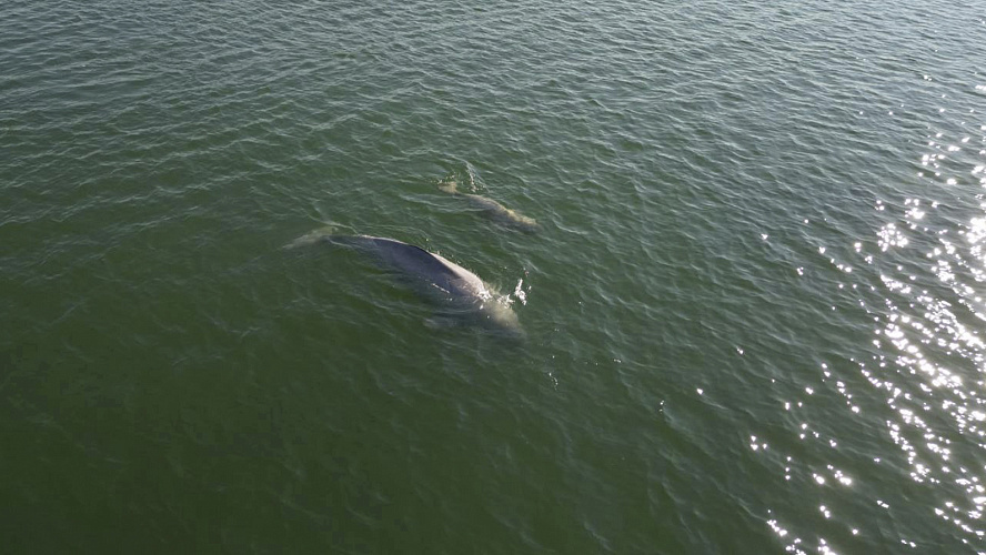 Фото: Tелеграм | Департамент природных ресурсов ЯНАО