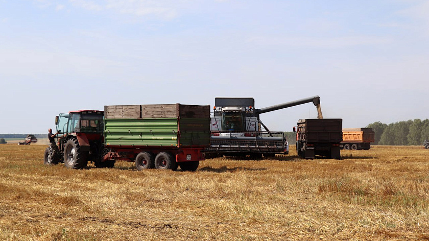 Рекордный урожай пшеницы собрали в Заводоуковском округе