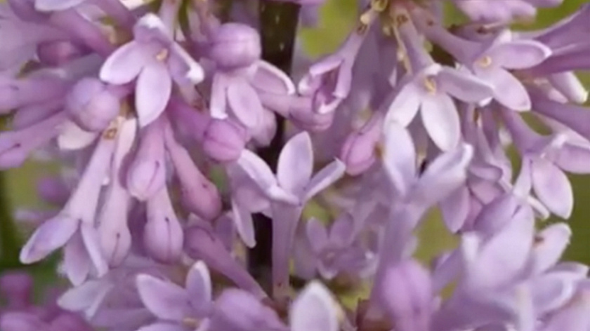 В Аксарке в середине июля зацвела сирень