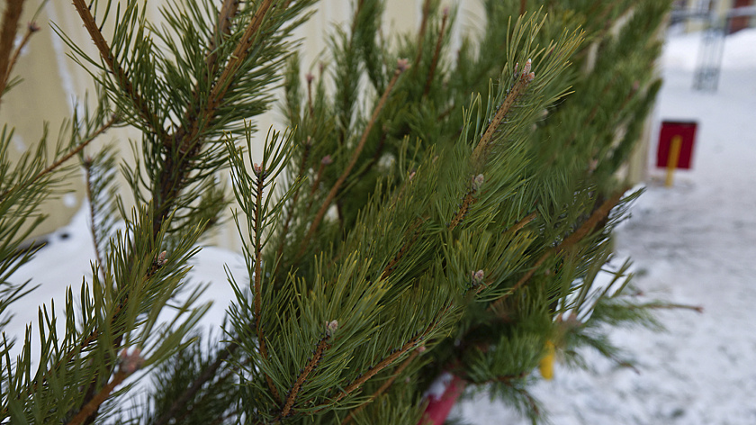 В Ноябрьске 360 новогодних елей отправили на экопереработку