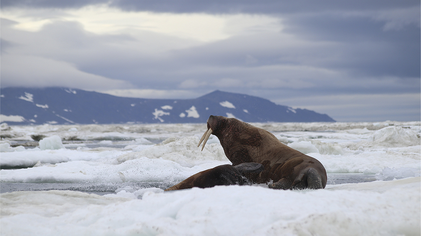 Гиганты, которым нужна тишина: кто из обитателей Арктики страдает от «громкого» мира людей