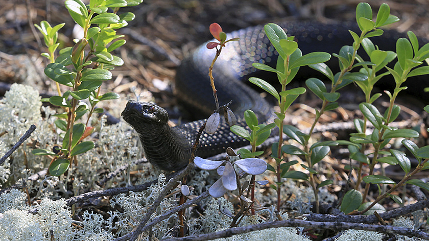 В Свердловской области мужчину укусила ядовитая змея
