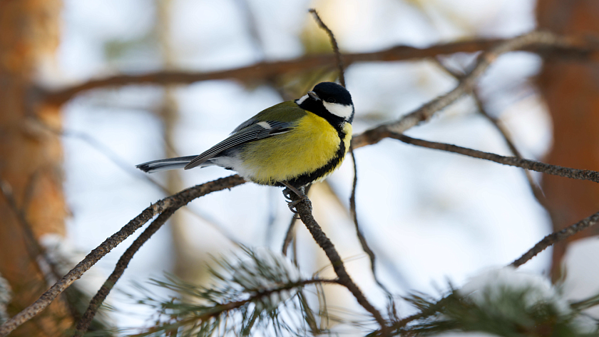 Прогноз на четверг, 23 апреля: на Ямале снег, метель и порывистый ветер