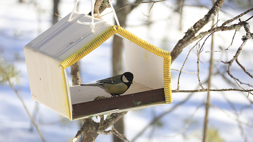 Жителям Салехарда запретили кормить птиц в общественных местах