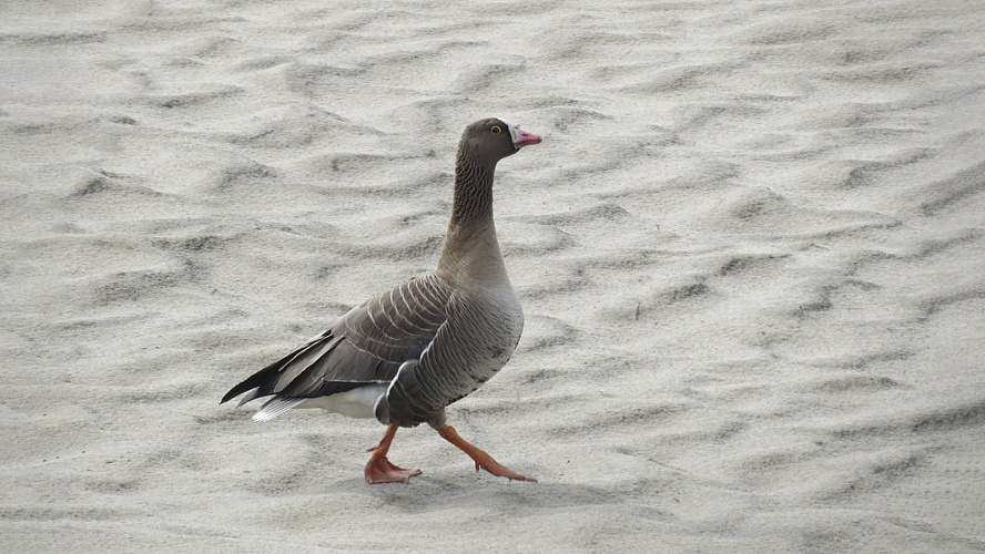 Фото: Telegram | НУР. Официально | Новый Уренгой