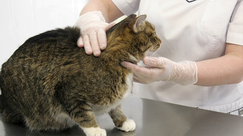 Бесплатная стерилизация питомцев станет доступна новым категориям льготников Ямала