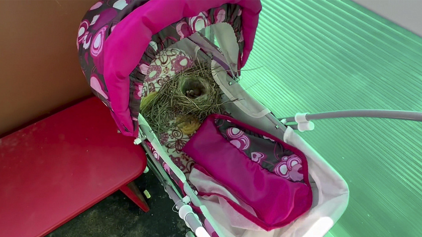 Трясогузка вывела птенцов в игрушечной коляске в детском саду Белоярска