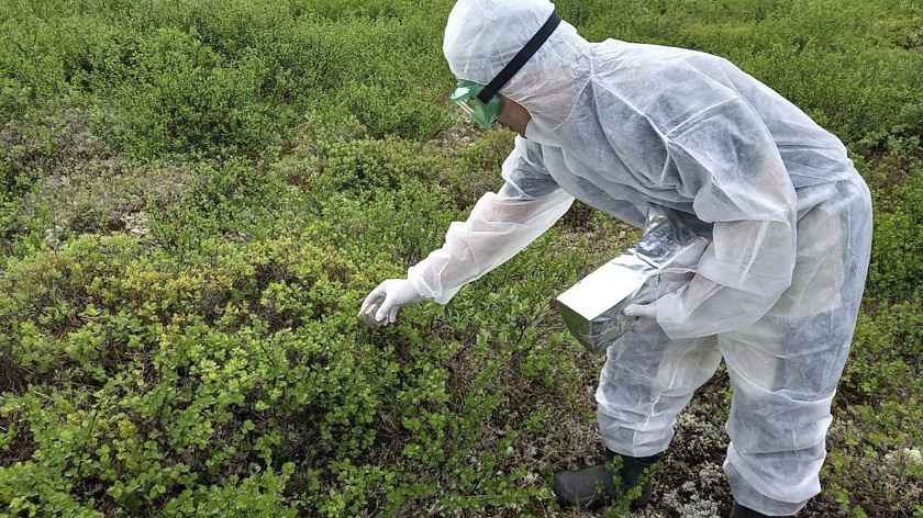 Ямальские ветеринары провели первый этап вакцинации диких животных против бешенства