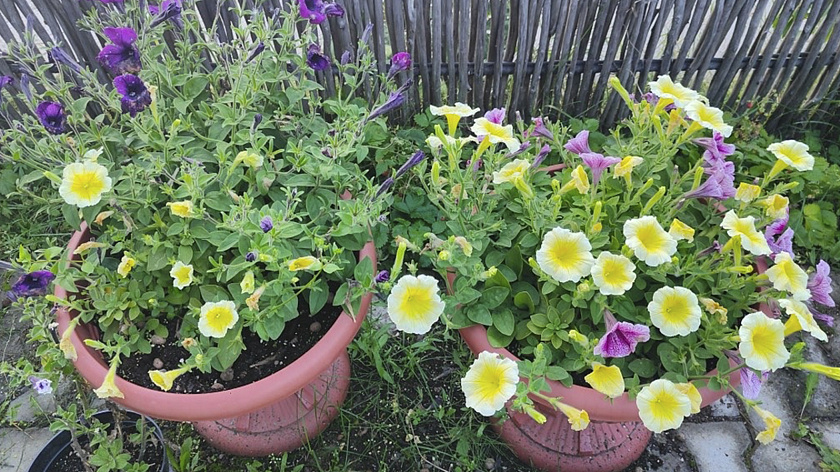 В Лабытнанги наградили лучших цветоводов