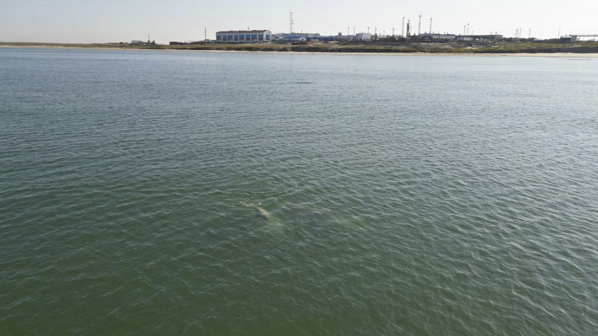 На Ямале заметили семейство краснокнижных белух 