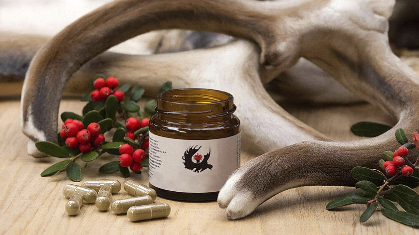 Жительница Лабытнанги разработала БАД  из рогов северного оленя