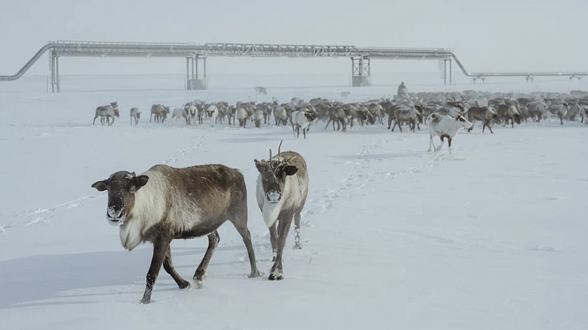Ямальских водителей предупредили о возможном выходе оленей на дороги